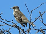 Galapagos 6-1-17 Santiago Puerto Egas Mockingbird Mockingbirds are quite unafraid of people and very curious and will even land on a visitor's head or water bottle, always looking for food or drink. Here is a mockingbird perched on a tree at Puerto Egas.